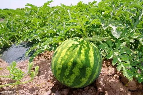 吃瓜现象,揭秘网络时代的围观文化现象