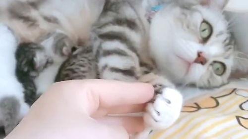 娱乐吃瓜酱猫妈妈视频大全,萌宠视频大全集锦