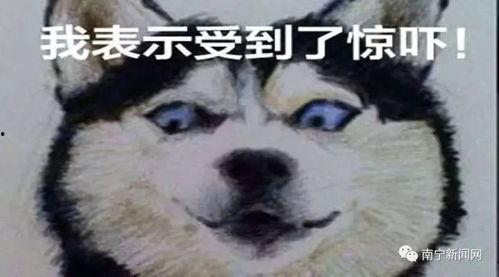 娱乐吃瓜酱偷电瓶,娱乐吃瓜酱的惊险一幕